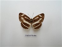 藏品(豆環蛺蝶)的圖片